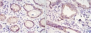 AM06535SU-N - CD324 / Cadherin-1
