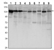 AM06535SU-N - CD324 / Cadherin-1