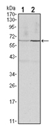 AM06538SU-N - Cyclin B1
