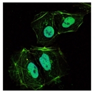 AM06539SU-N - Osteoprotegerin / TNFRSF11B