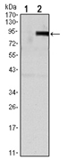 AM06539SU-N - Osteoprotegerin / TNFRSF11B