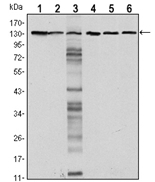 AM06542SU-N - CD324 / Cadherin-1