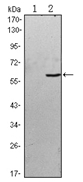 AM06549SU-N - BLK
