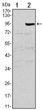 AM06550SU-N - Osteoprotegerin / TNFRSF11B