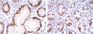 AM06560SU-N - Carbonic anhydrase 9