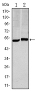 AM06560SU-N - Carbonic anhydrase 9