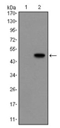 AM06563SU-N - Glucagon