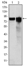 AM06571SU-N - Glycogen Synthase