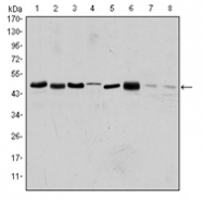 AM06572SU-N - Aurora kinase A