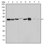 AM06573SU-N - Aurora kinase A
