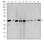 AM06574SU-N - ACTA2 / aortic smooth muscle Actin