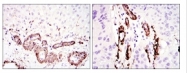 AM06575SU-N - ACTA2 / aortic smooth muscle Actin