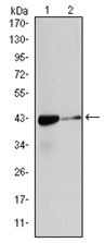 AM06575SU-N - ACTA2 / aortic smooth muscle Actin