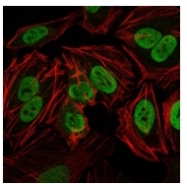 AM06582SU-N - DNA-PKcs / PRKDC / XRCC7