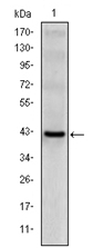 AM06587SU-N - CD94