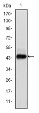 AM06592SU-N - HPV16 E7 protein