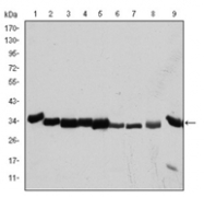 AM06593SU-N - CDK1