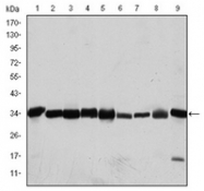 AM06594SU-N - CDK1