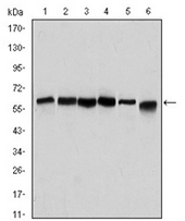 AM06595SU-N - Beclin-1