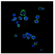 AM06599SU-N - CD1a