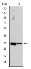 AM06600SU-N - Cyclin D3