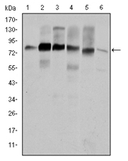 AM06601SU-N - Cortactin