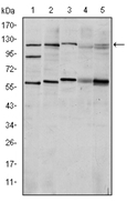 AM06608SU-N - HIF1A / HIF1 alpha