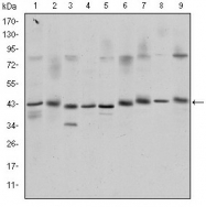 AM06613SU-N - CREB1