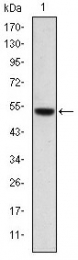 AM06618SU-N - Podocalyxin / PODXL
