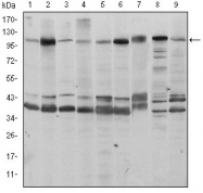 AM06620SU-N - Fucokinase