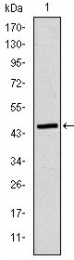 AM06626SU-N - Apolipoprotein B / Apo B