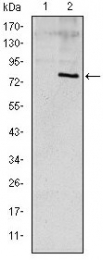 AM06627SU-N - Apolipoprotein E / Apo E