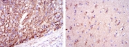 AM06627SU-N - Apolipoprotein E / Apo E