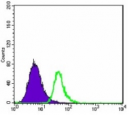 AM06628SU-N - CD338 / ABCG2 / BCRP1