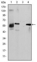 AM06631SU-N - CD338 / ABCG2 / BCRP1