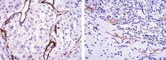 AM06633SU-N - CD105 / Endoglin