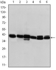 AM06638SU-N - Cytokeratin 19