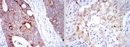AM06638SU-N - Cytokeratin 19