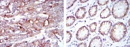 AM06638SU-N - Cytokeratin 19