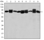 AM06639SU-N - HSP90AB1 / HSP90 beta