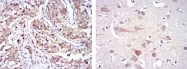 AM06639SU-N - HSP90AB1 / HSP90 beta