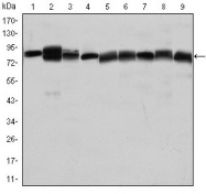 AM06640SU-N - HSP90AB1 / HSP90 beta