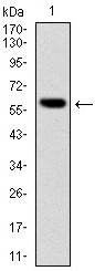 AM06644SU-N - B-cell linker protein / BLNK