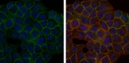 AM06644SU-N - B-cell linker protein / BLNK
