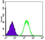 AM06644SU-N - B-cell linker protein / BLNK