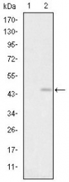 AM06645SU-N - Glutamate receptor 3 / GLUR3
