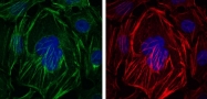AM06647SU-N - ACTA2 / aortic smooth muscle Actin