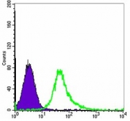 AM06647SU-N - ACTA2 / aortic smooth muscle Actin