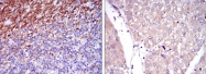 AM06650SU-N - CD15