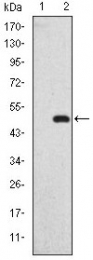AM06651SU-N - DLGAP1 / SAPAP1